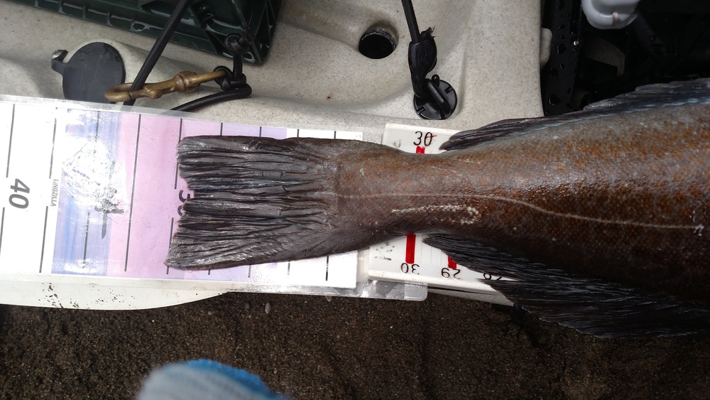 36 inch ling tail