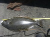 Tomales bay 17.5 lb halibut 15 july 2016 005 thumb