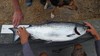 Salmon thumb