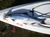 Salmon2375 thumb