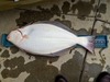 15lbhali bw thumb