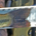 Mendo tail 112116 1 thumb