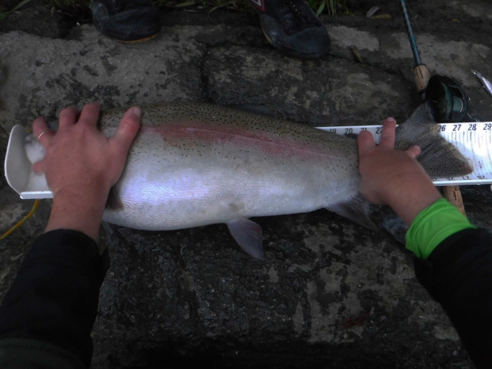 Trout1.1