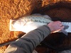 Spottedbass2 thumb