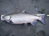 Aoty chinook thumb