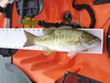 Smallie14pt5a thumb
