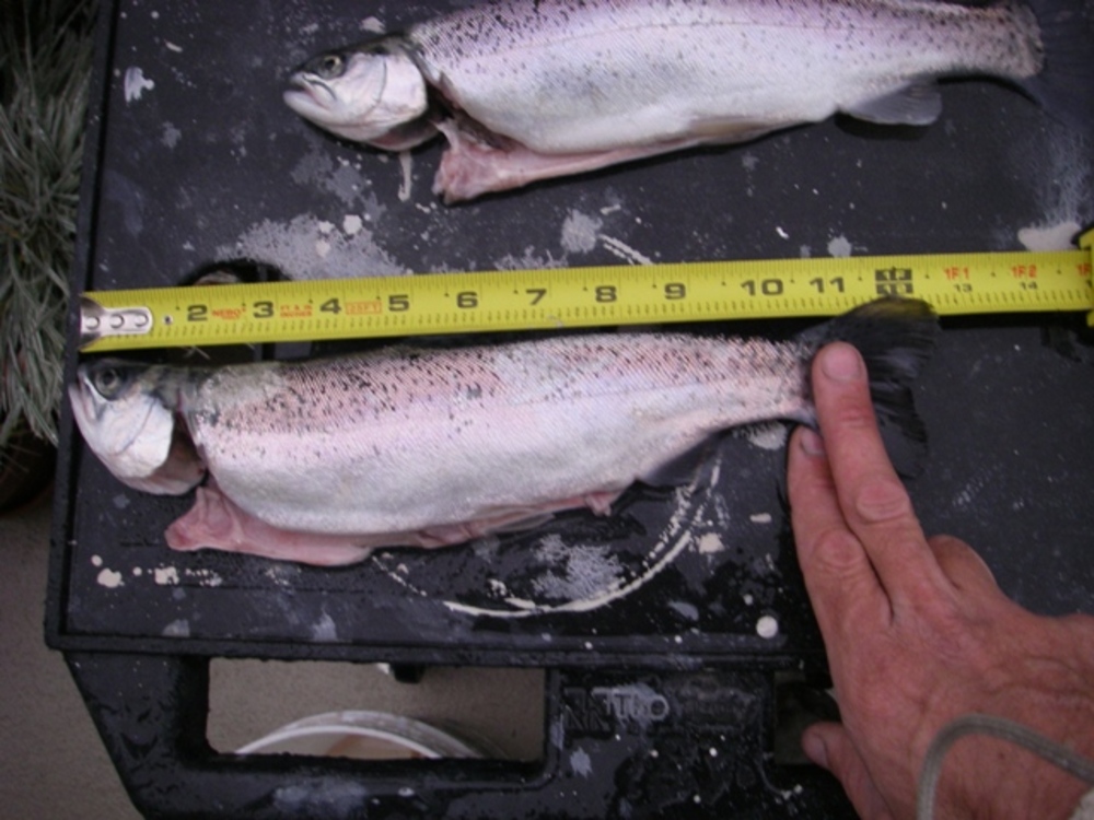 Del valle trout 005