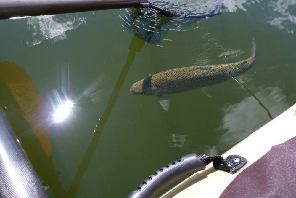 Aotytrout18
