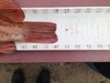 Copper2 thumb