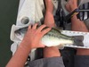 Aoty bass upgrage2 thumb
