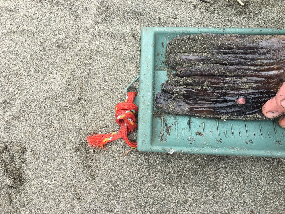 Img 0166