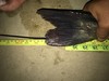Catfish clear lake pb1 thumb