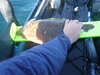 Flatfish2 thumb