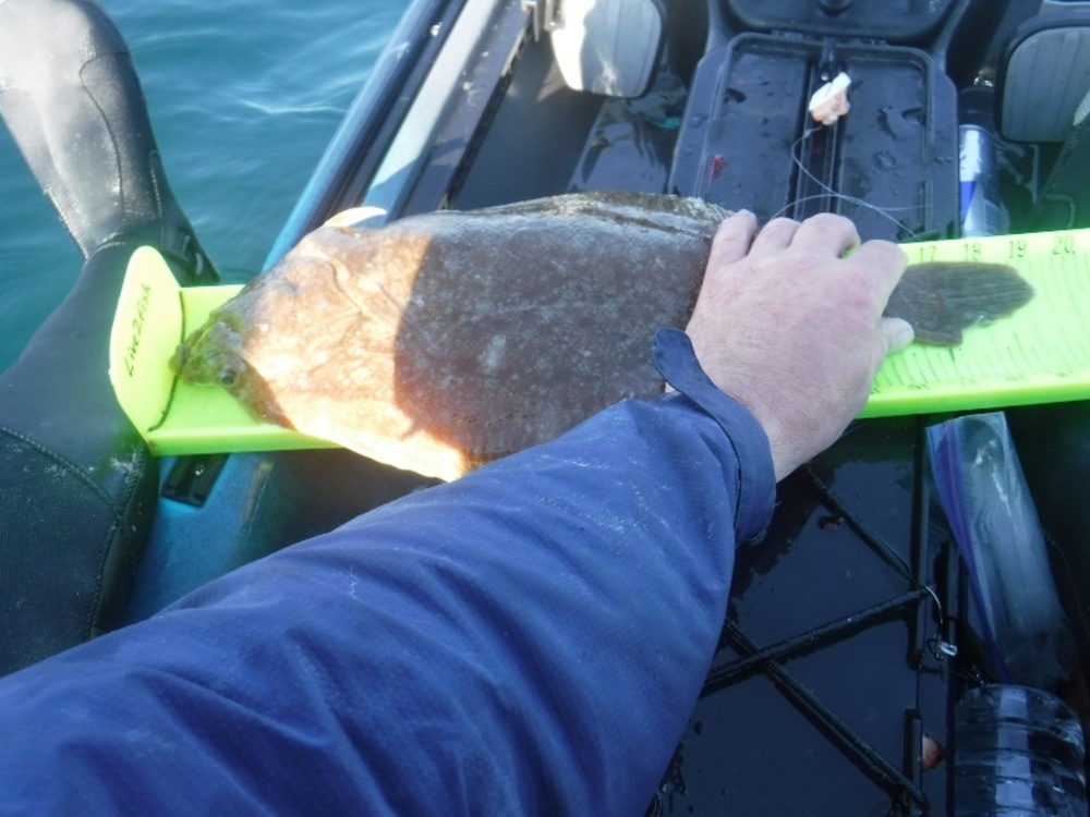 Flatfish2