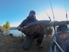 Rainbowtrout2aoty thumb