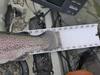 Chabot trout 4 thumb