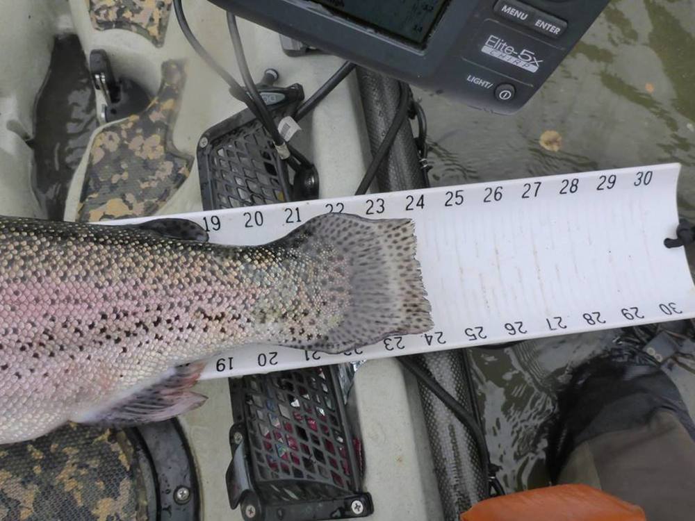 Chabot trout 4