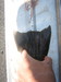 Img 3517 thumb