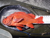 P5150044 thumb
