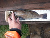 Dscf1009 thumb