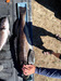 Lingcod 090219 thumb