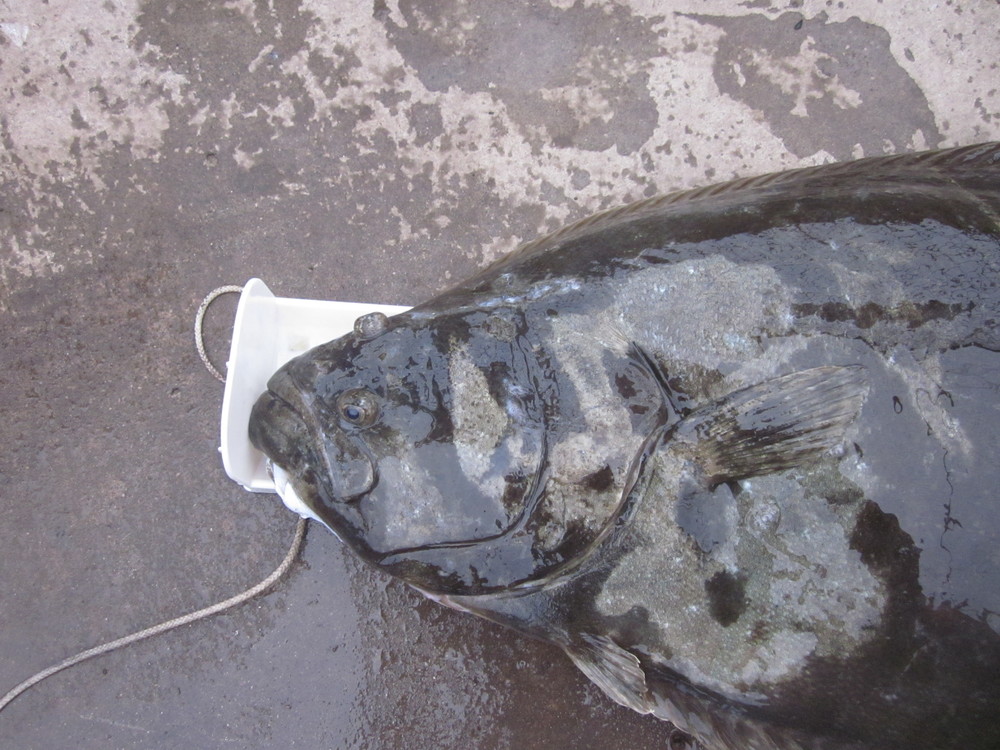 Mouth shot  36.50. hali 9 17 19