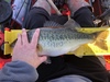 Fullsizeoutput 2161 thumb
