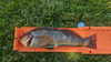 Greenling6202020 thumb