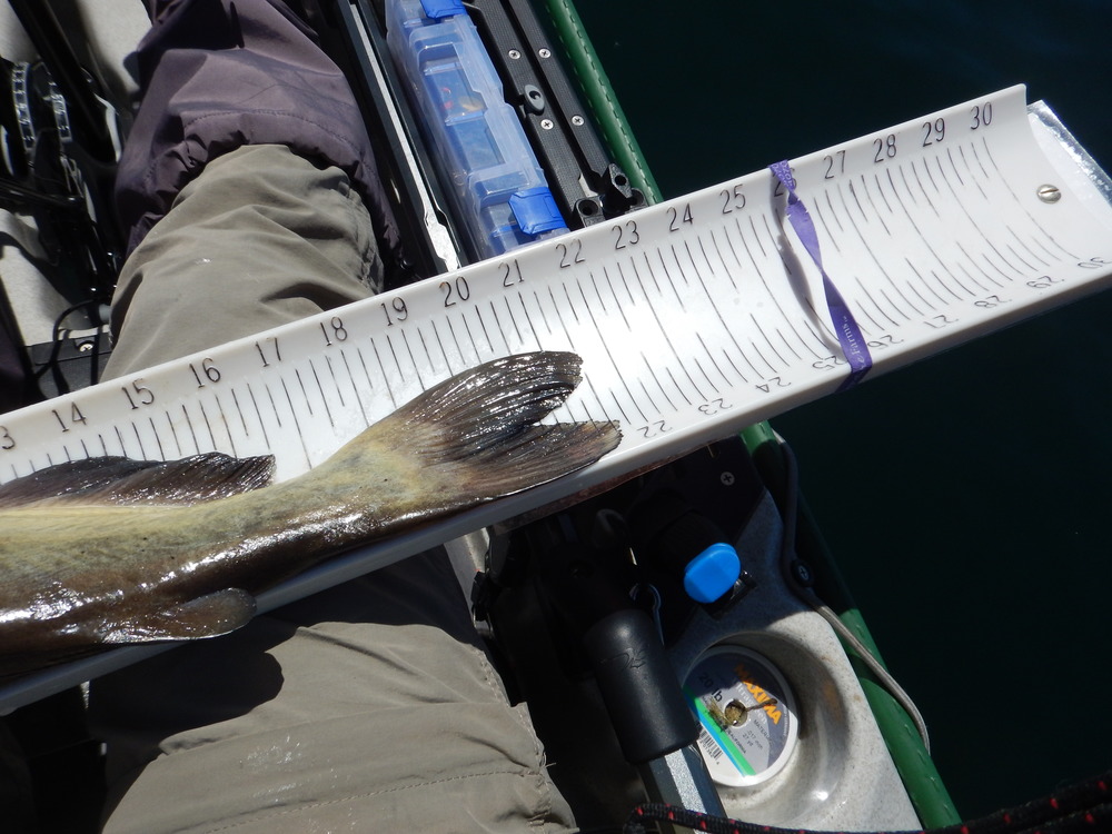 Catfish  lake pardee  21.50  tail view