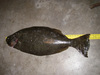 Halibut38ina thumb