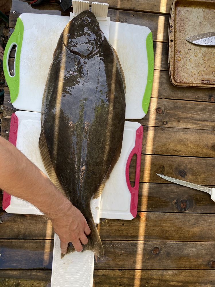 Halibut 28 5 8 21  2 