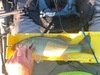 Bass1 thumb