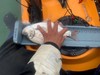 Perch2 thumb