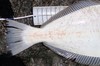 38 inch hali5 thumb