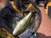 Spottedbass thumb