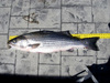 Striper38p25 thumb