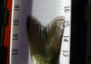 155bass1 thumb