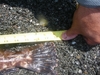 Aotycabbytail thumb