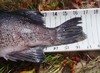 Rockfish2 thumb