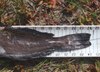 Lingcod2 thumb