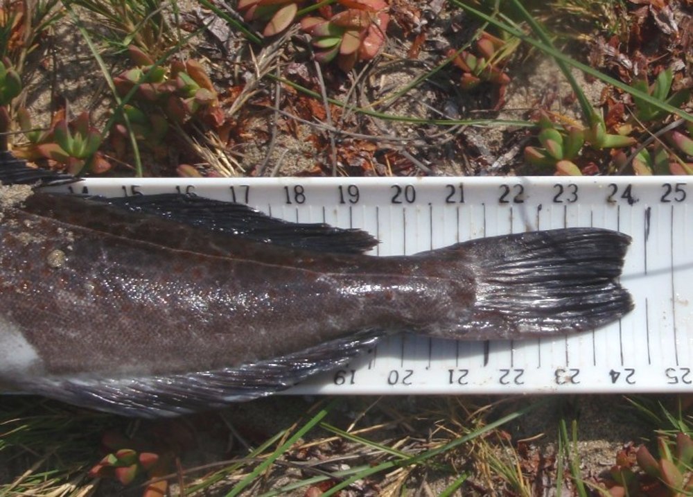 Lingcod2