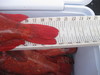 Fish pics 650 thumb