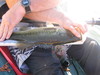 Fish pics 672 thumb