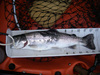 Trout12pt5 thumb