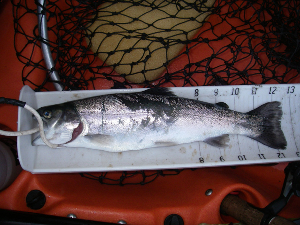 Trout12pt5