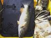 Hobbs smallie thumb