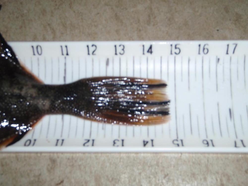 Flounder2