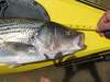 Striper head31 thumb