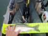 Spottedbass thumb