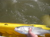 Fish pics 2010 125 thumb